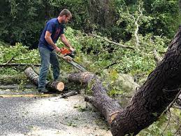 Trusted Neenah, WI Tree Services Experts